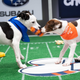 Illustration for article titled How To Throw Your Own Puppy Bowl
